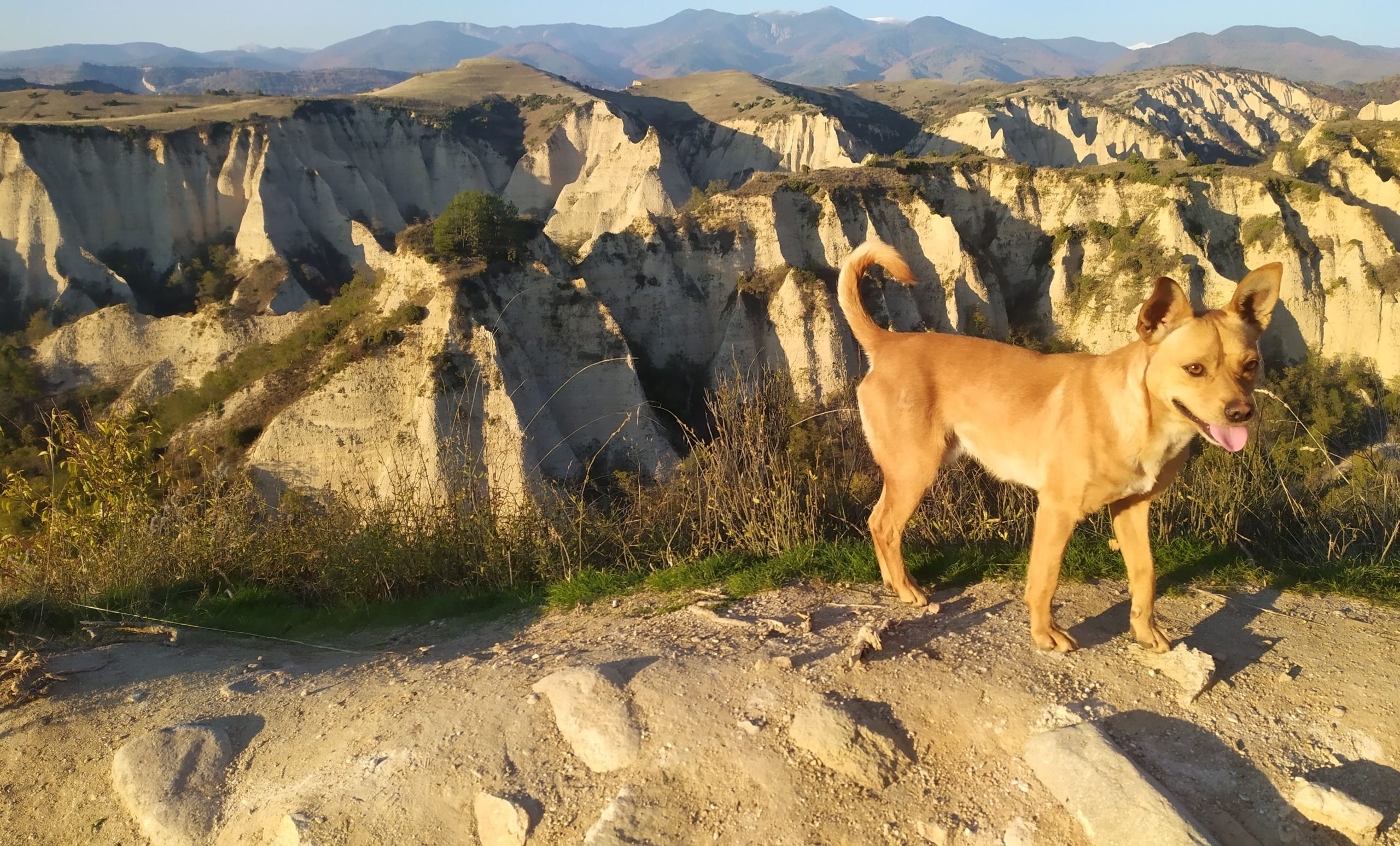 Un chien au pelage beige se situe au premier plan. Derrière lui, un paysage montagneux éclairé par le soleil couchant