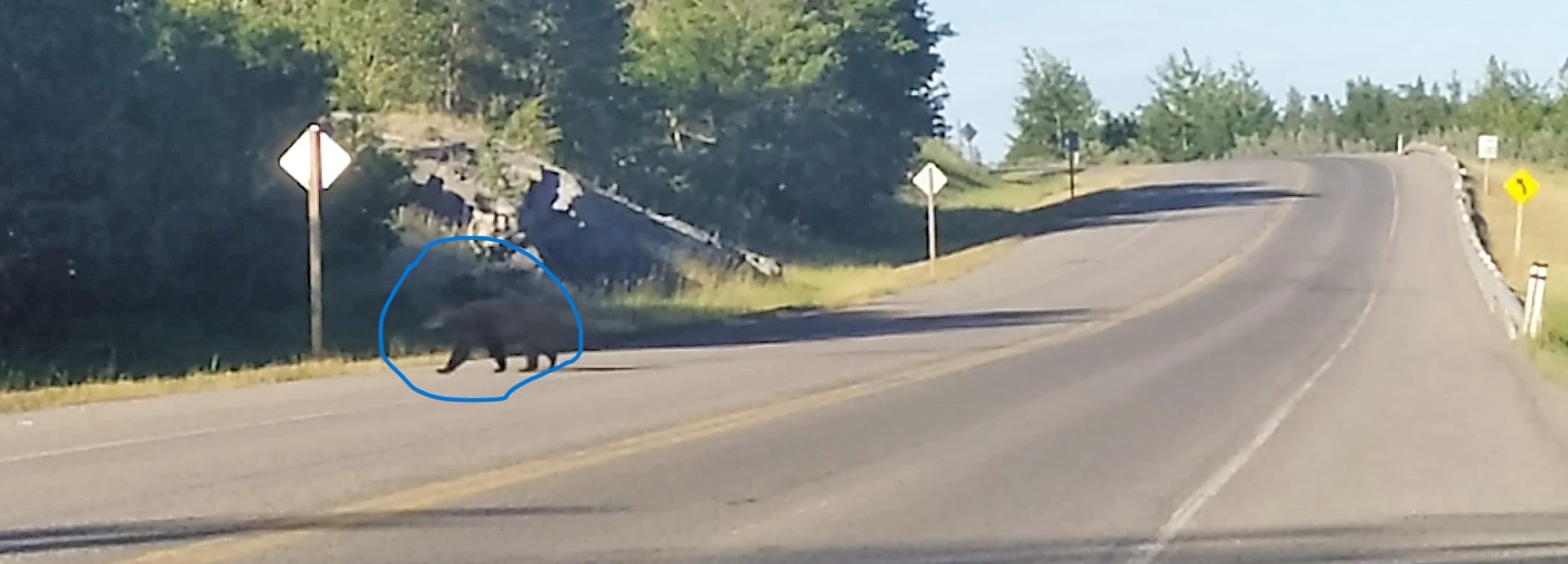 Un ours noirs traverse la route en pleine journée