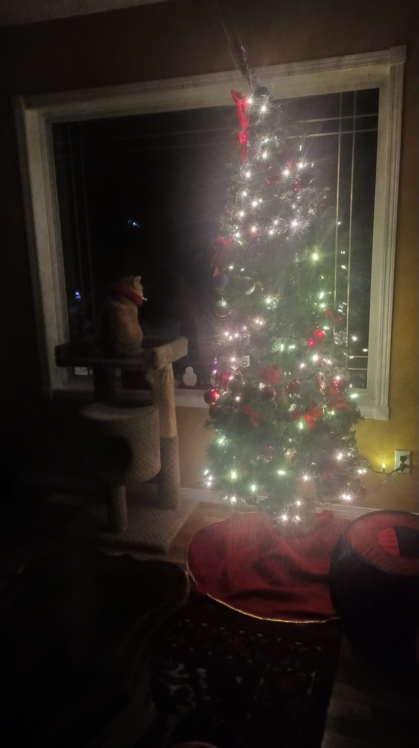Un chat regarde par la fenêtre. A côté de lui se trouve un sapin de Noël éclairé